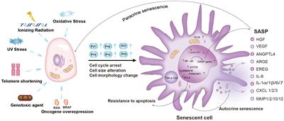 Cellular senescence: a double-edged sword in cancer therapy